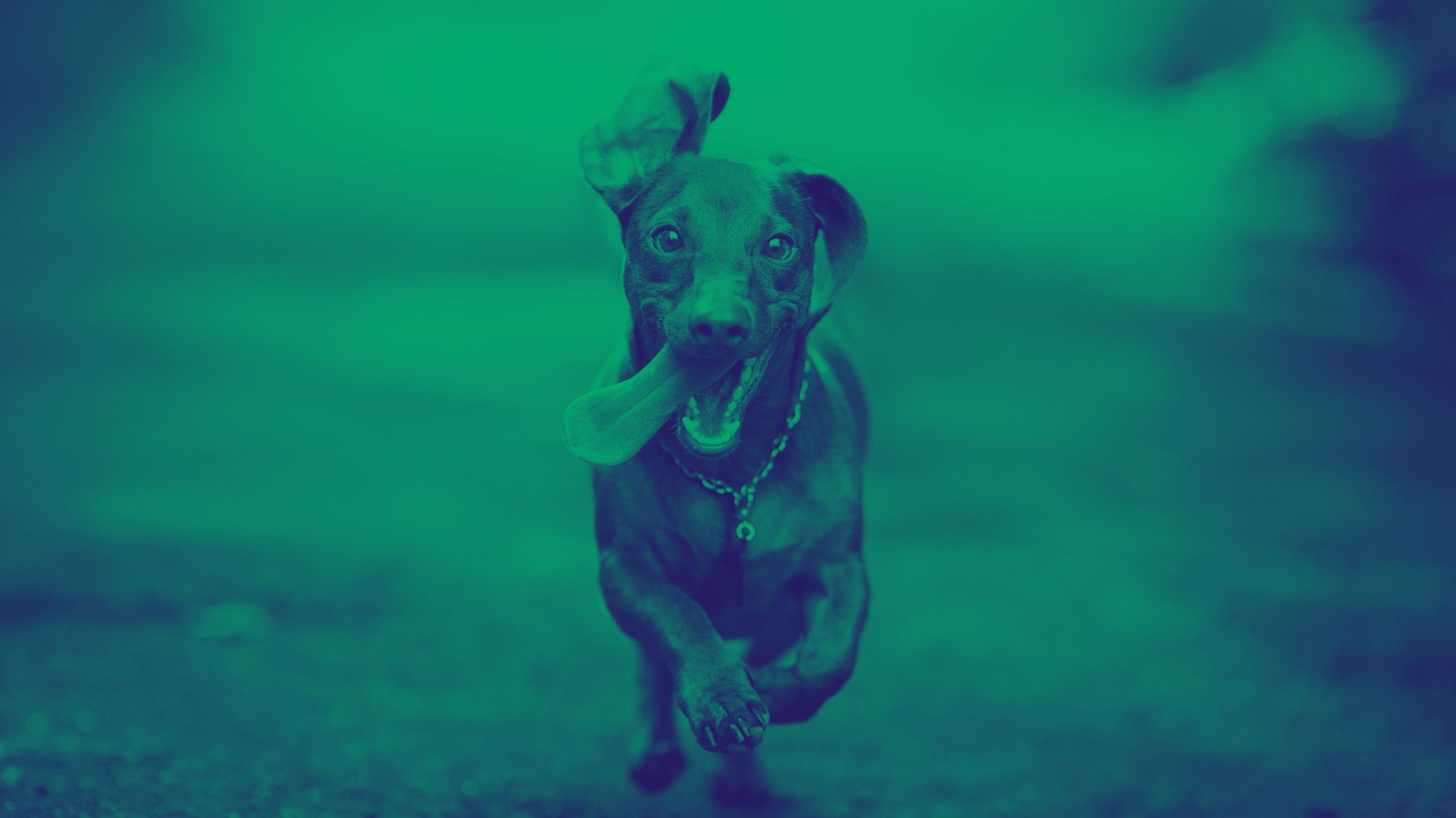 a dachshund runs toward the camera with its tongue out, not unlike a Viking warrior