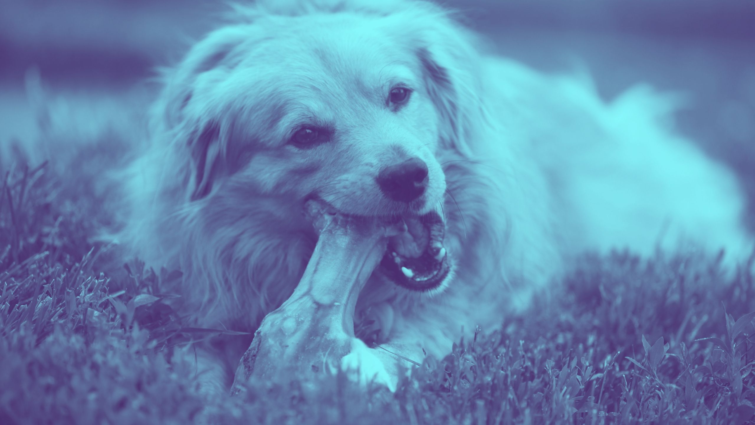 A dog chews on its bone or masticates on an enrichment activity if you want to use jargon