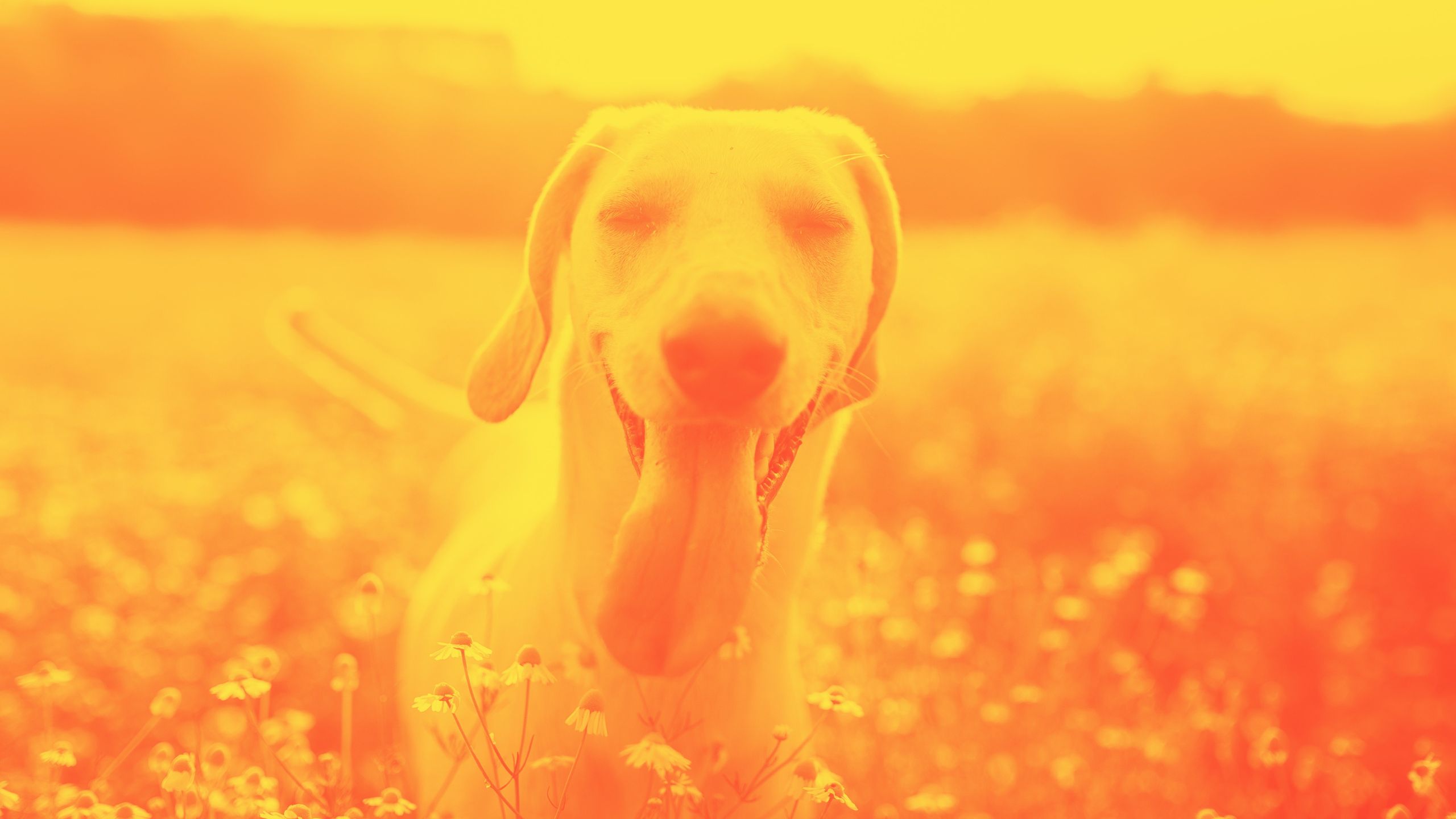 a happy dog in a field, representing how simple the five steps to a communications plan can be.